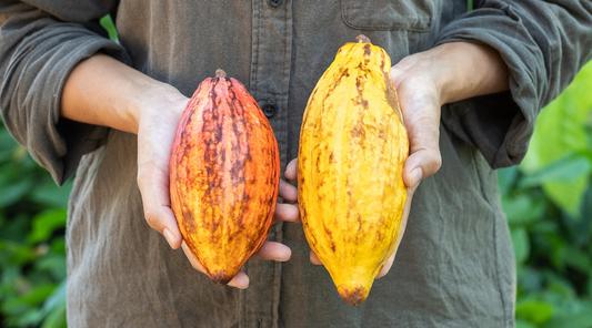 The Benefits of Organic Vegan Cacao and Chocolate